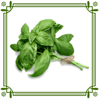 Fresh Basil